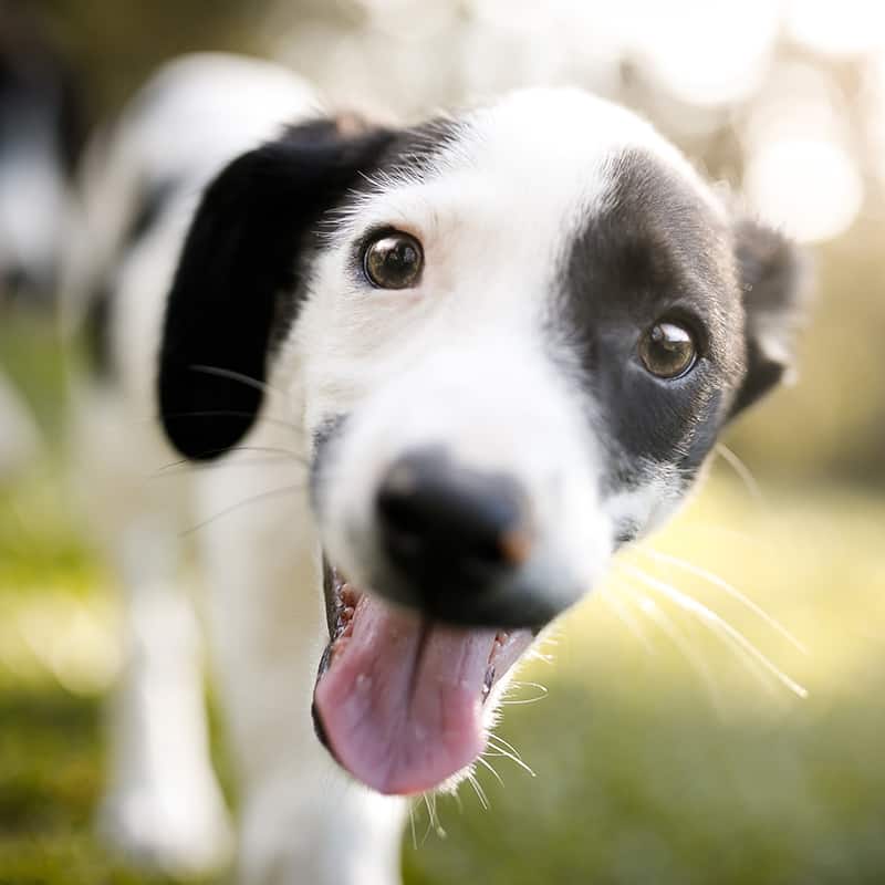 Canine Wellness and Preventive Services Canine Wellness and Preventive Services