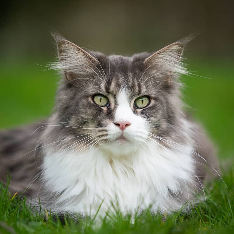 Feline Wellness and Preventive Services Feline Wellness and Preventive Services