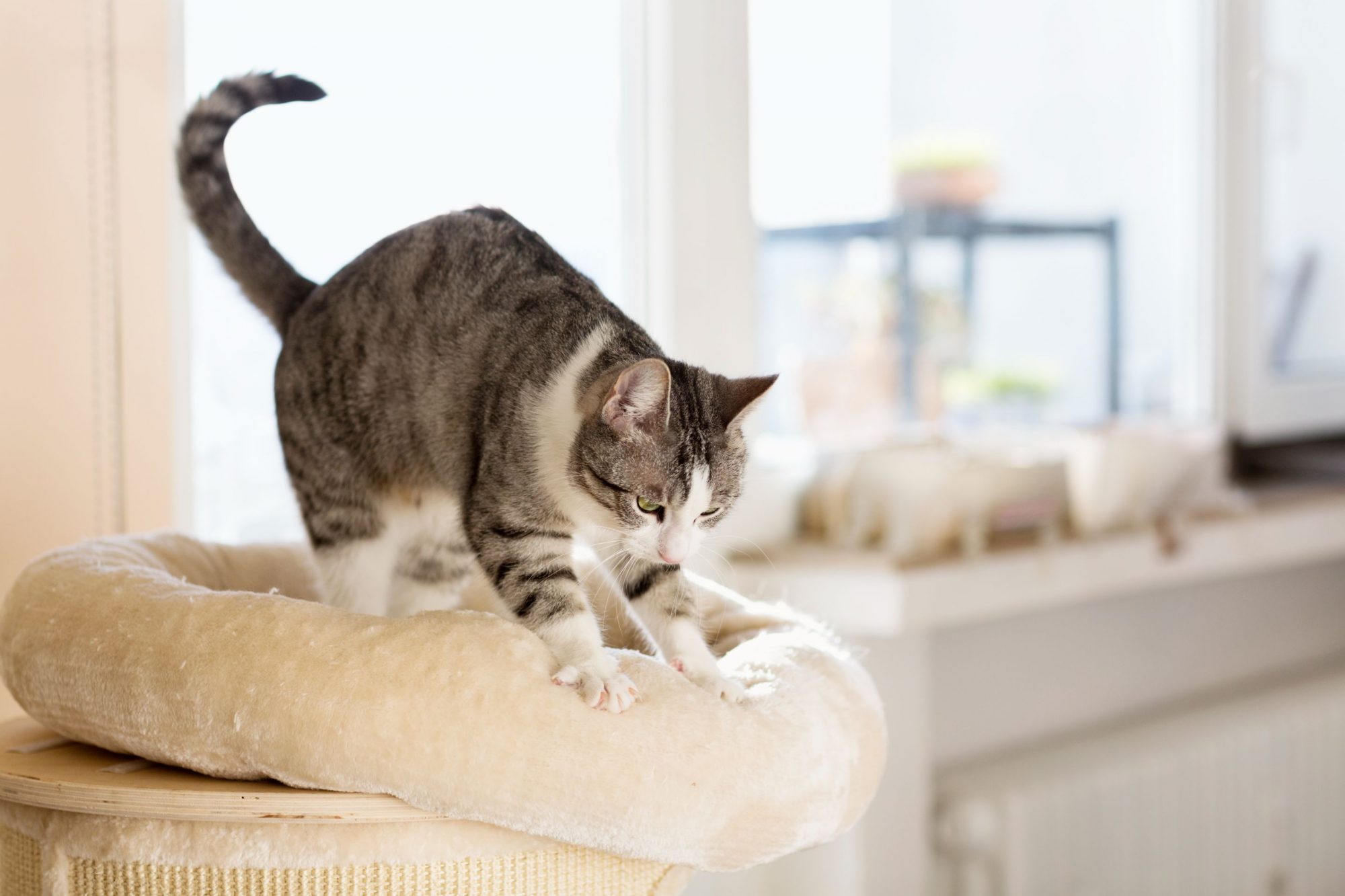 Cat kneading.