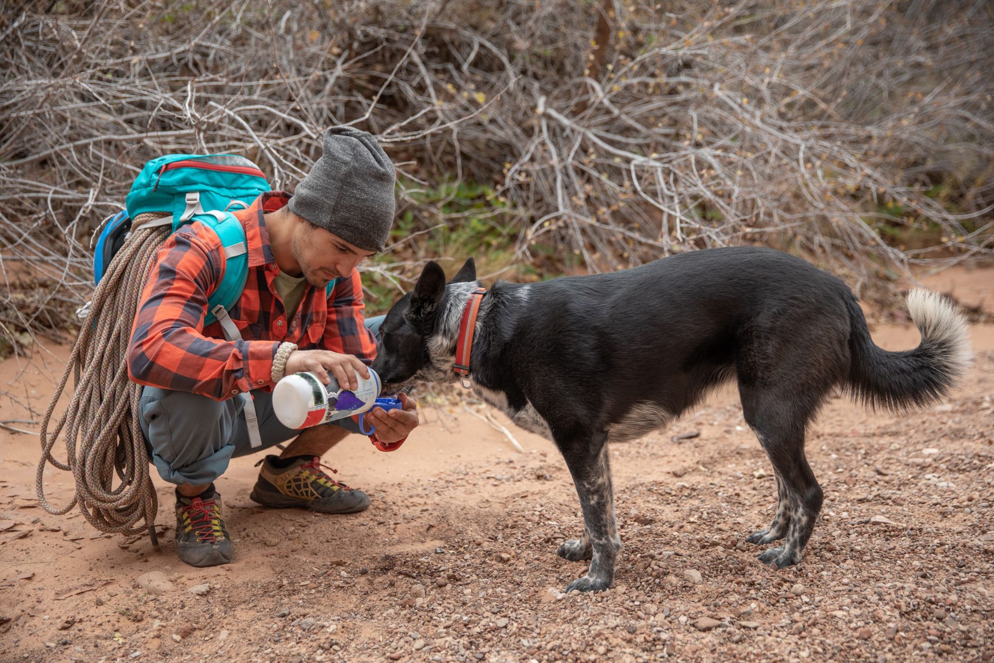 The Best Pet-Friendly Hikes in Mesa, Arizona