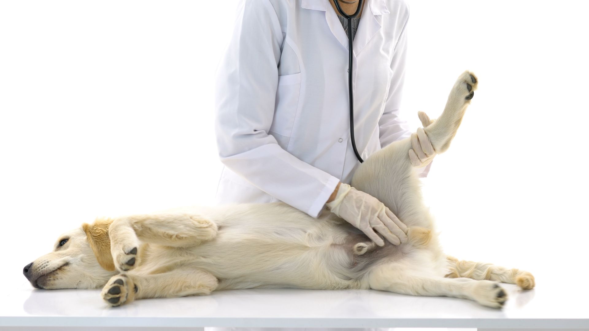 Pet Paraphimosis and Other Animal Reproductive Health Issues