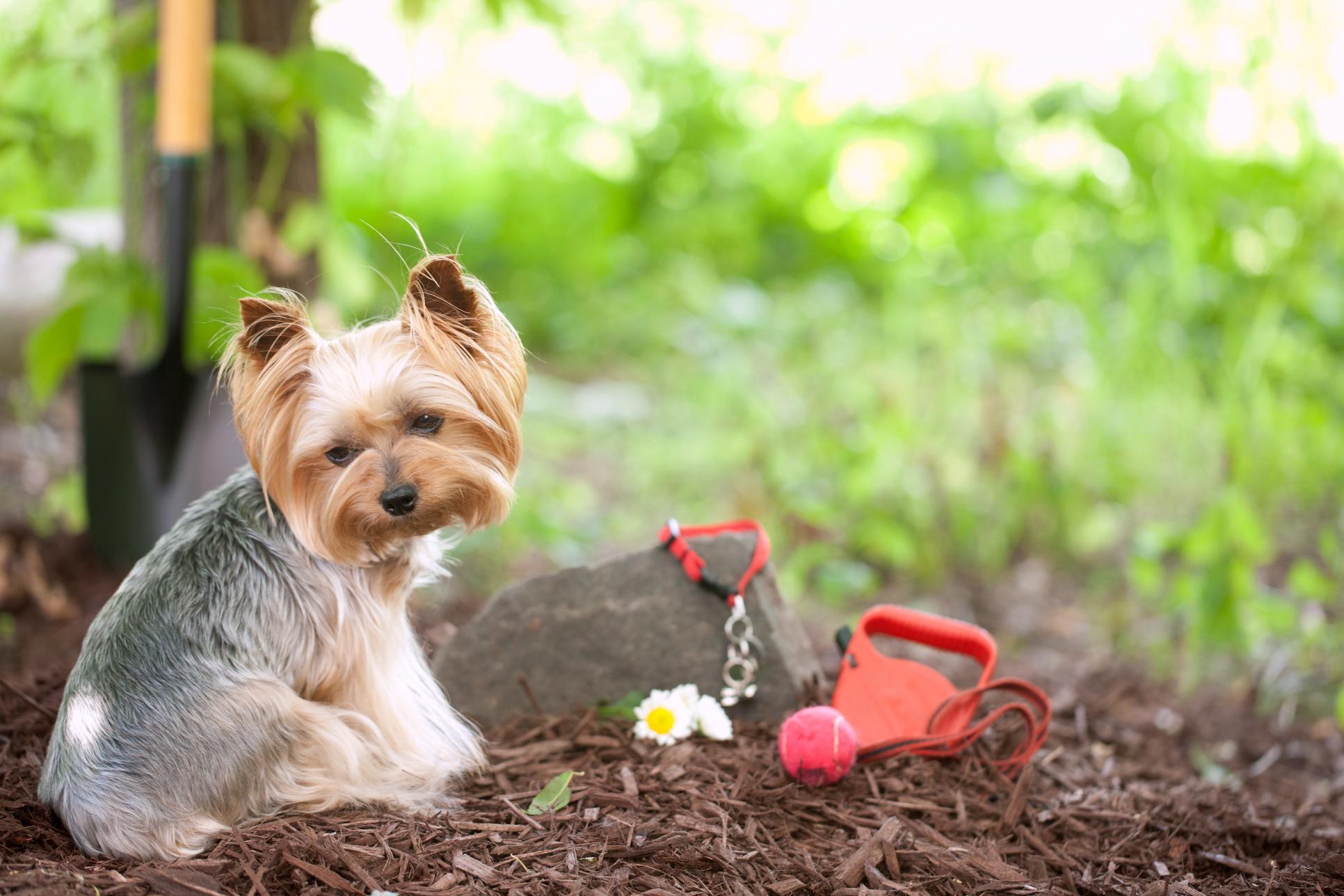 Saying Farewell Sustainably: Environmentally Friendly Pet Memorials