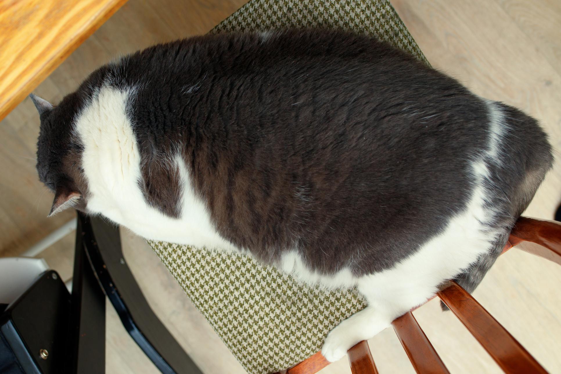 Tackling the Growing Issue of Cat Obesity