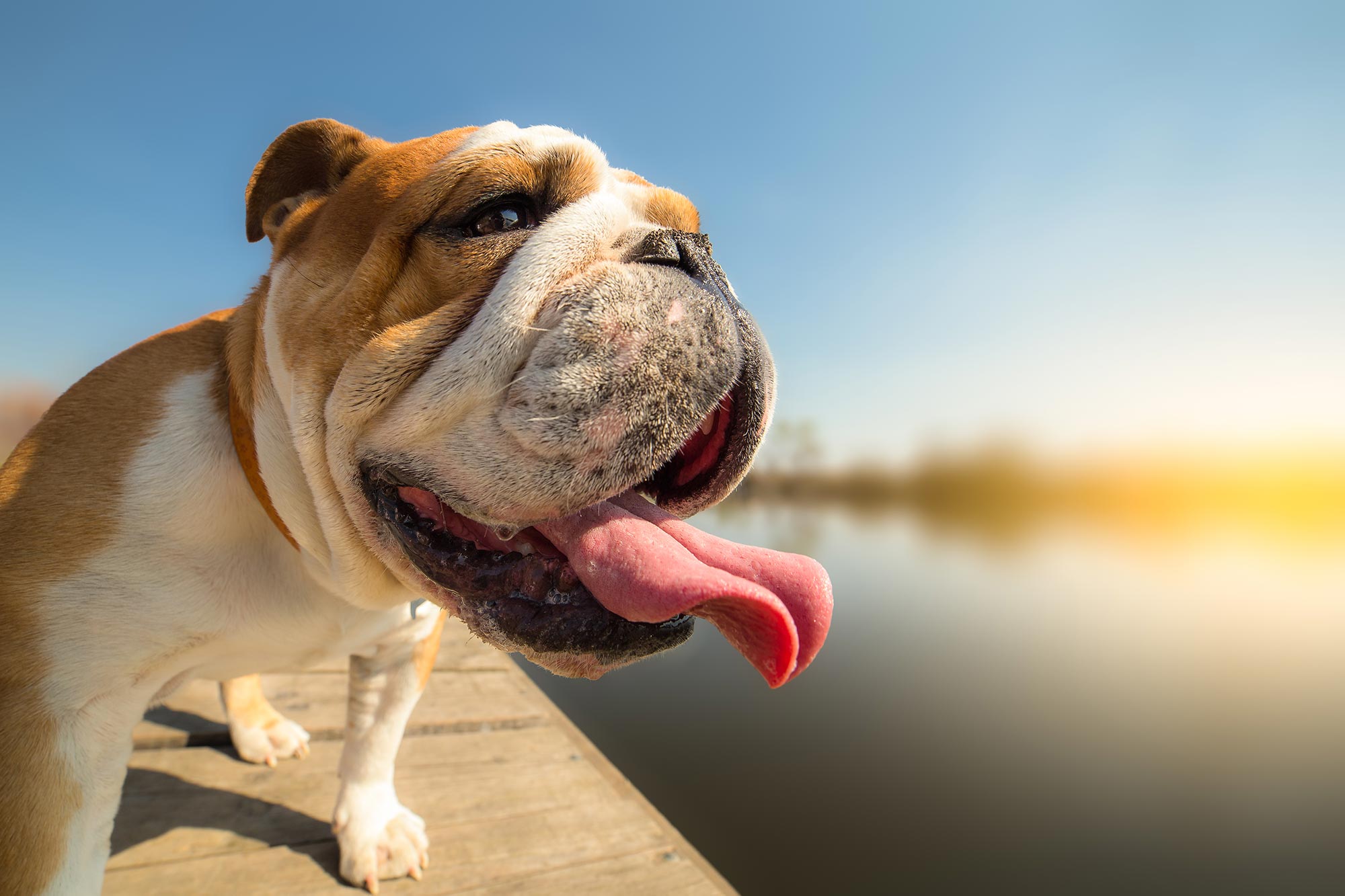 french bulldog standing on a dock