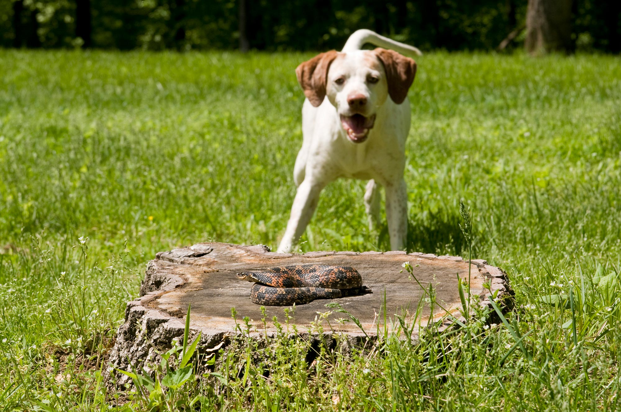 German Short Hair Pointer standing back looking at a snake