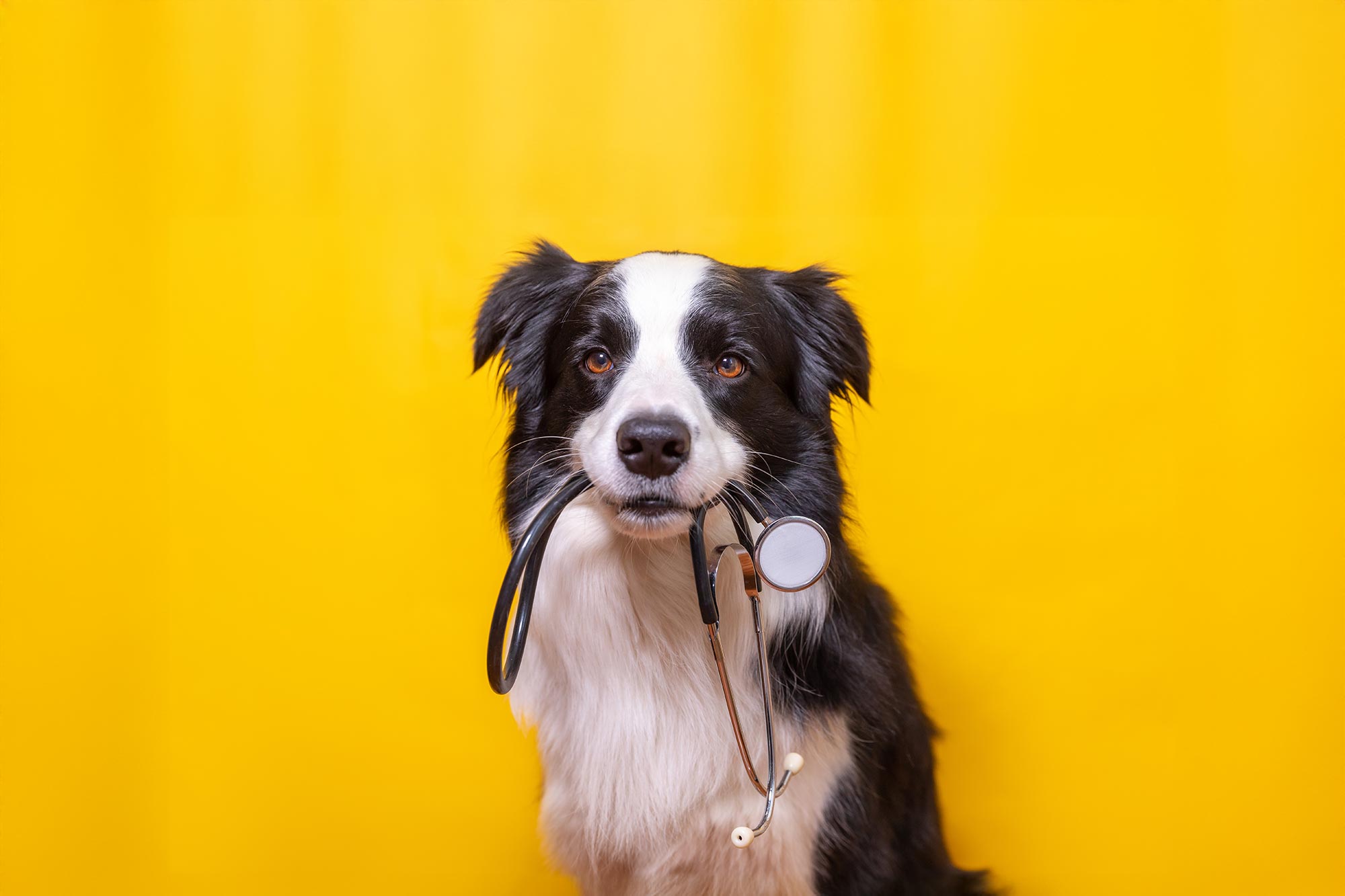 Why is My Dog Throwing Up Yellow Foam?