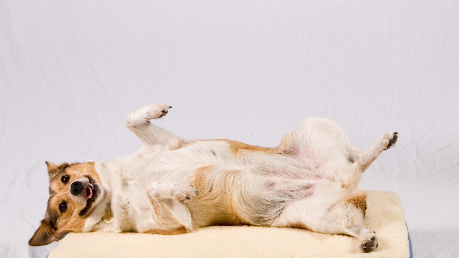 Happy dog laying on table.
