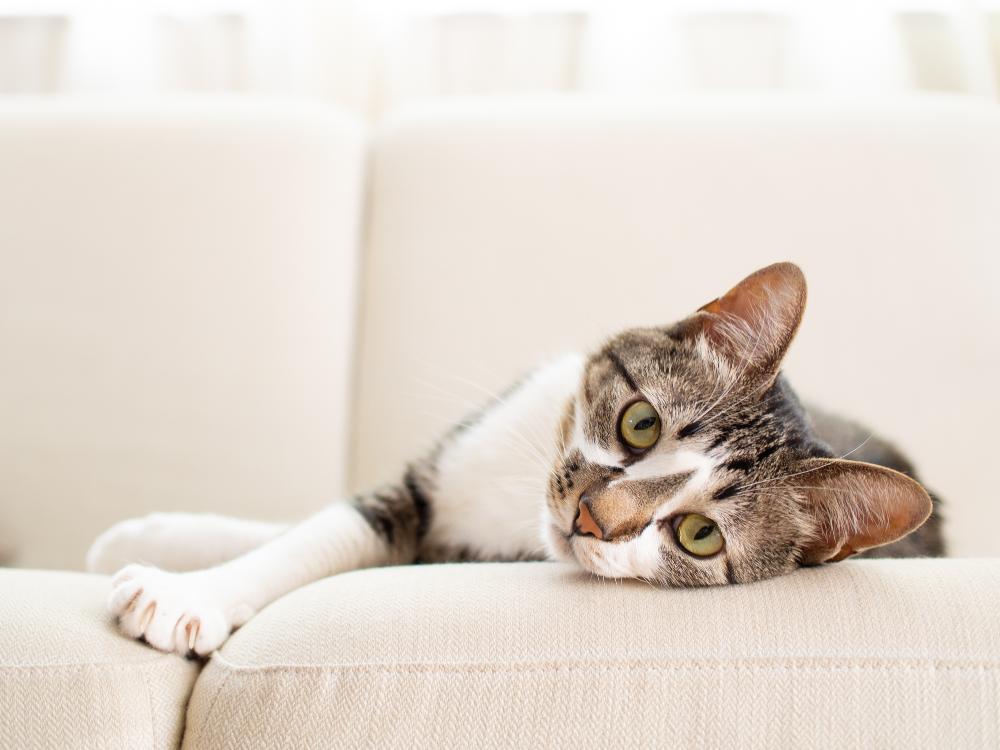 cat on a sofa.