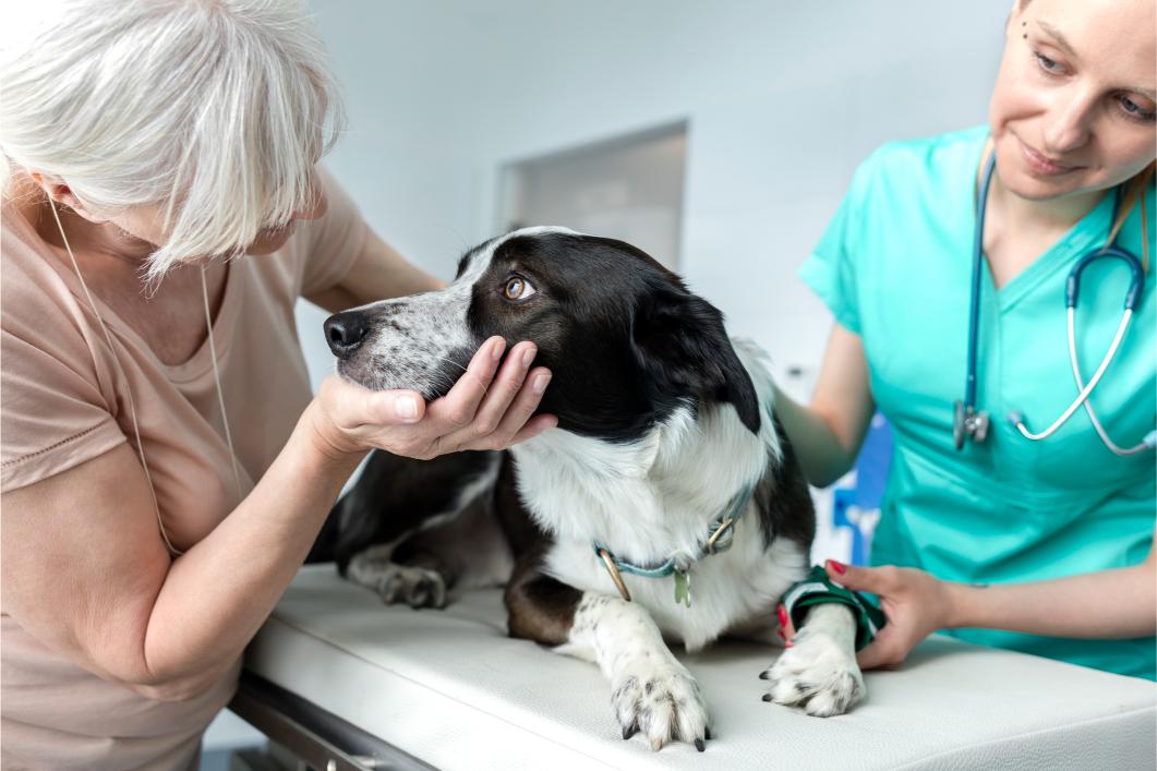 doctor and pet owner comforting dog on a bed at the vet.