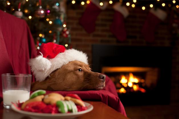 dog laying and waiting for santa.