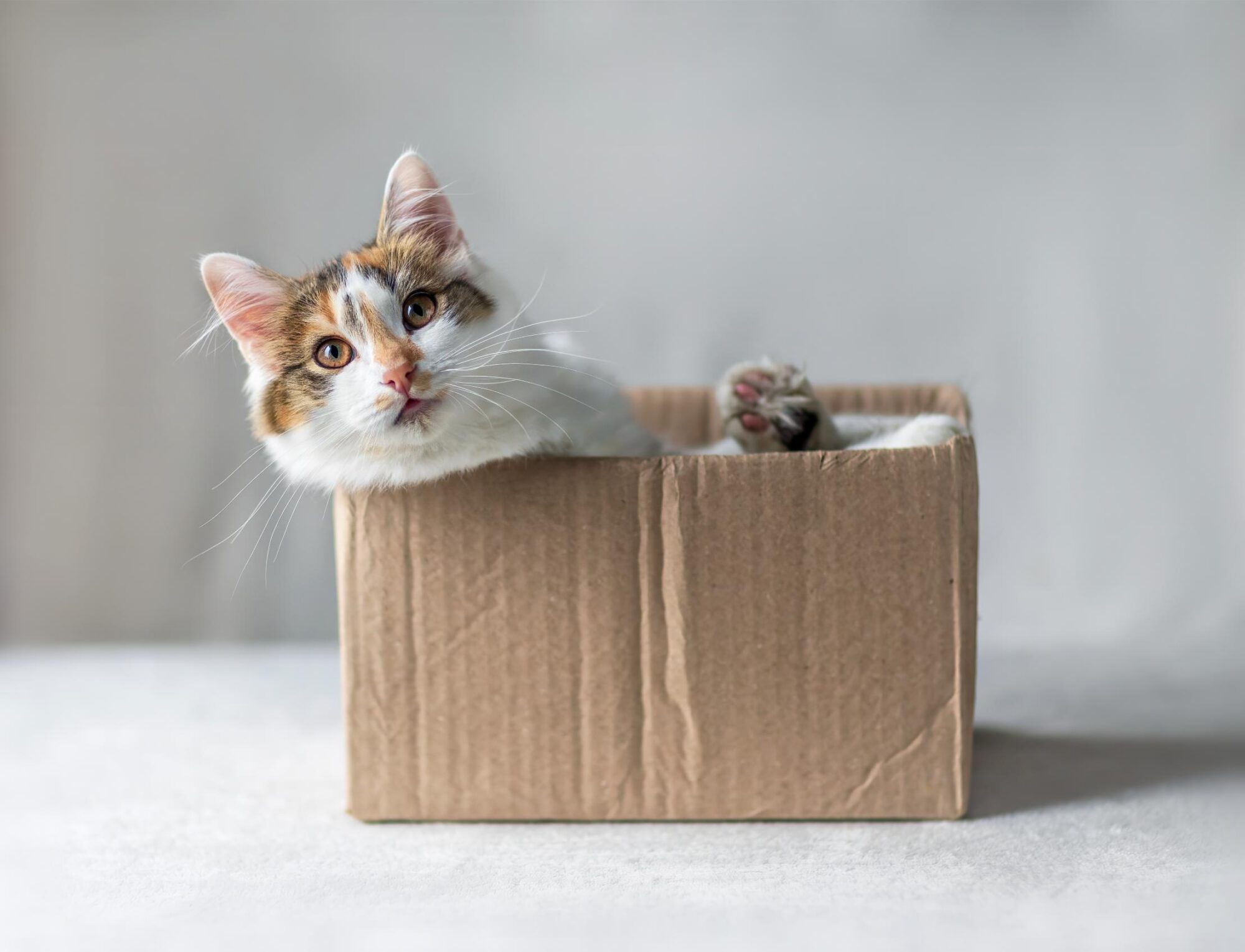 Reverse Sneezing in Cats: What Causes It and When To Worry