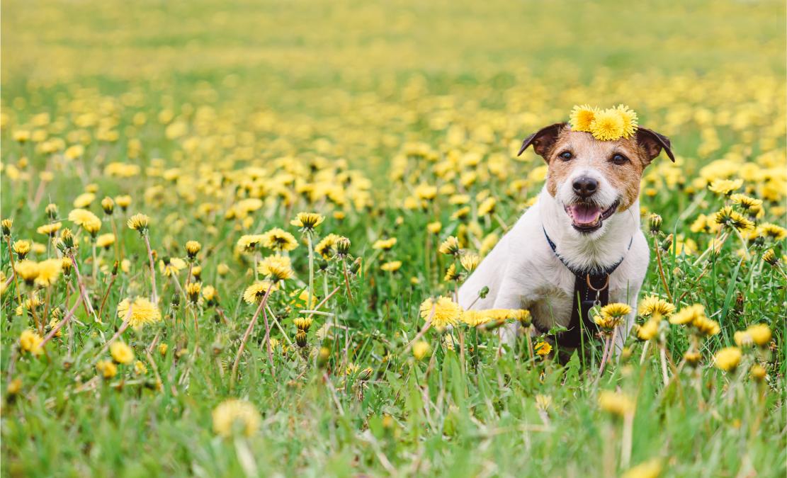 dog sitting in a field.