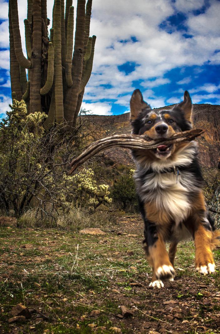 Mesa After Dark: Navigating Desert Dangers in May