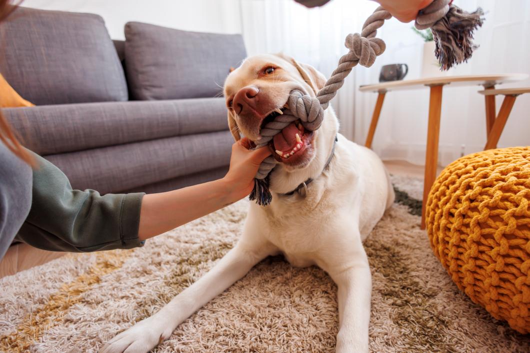 Indoor Enrichment Ideas for High-Energy Dogs