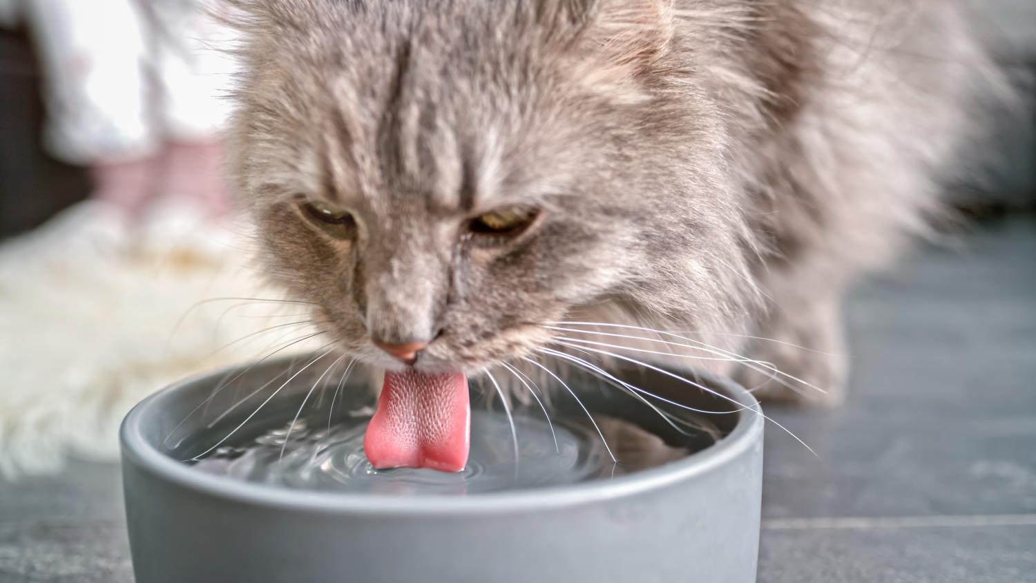 Dehydration That Doesn’t Look Like Dehydration in Cats