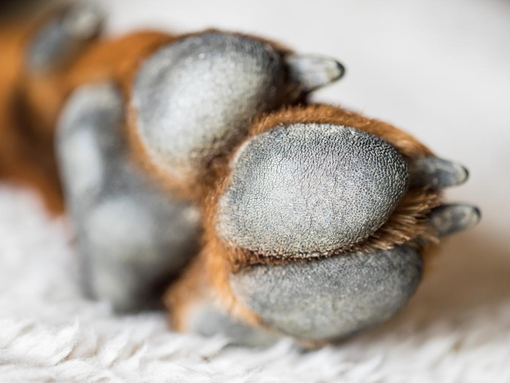 Why Arizona Dogs Still Need Paw Protection in September