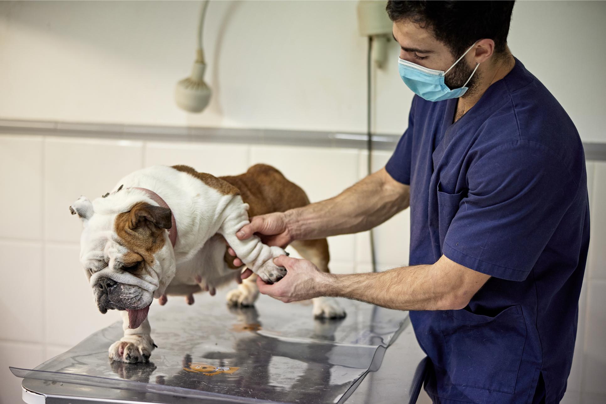 Is Your Pet Slowing Down? Understanding Mobility Issues and Arthritis Treatment Options