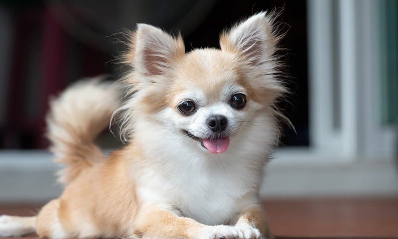 A pomeranian dog
