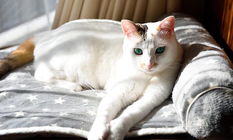 A cat on a chair