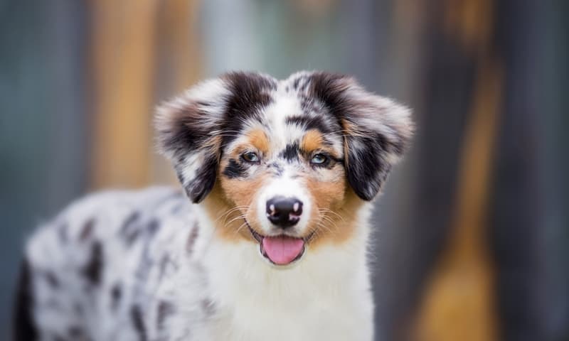An aussie retriever outdoors