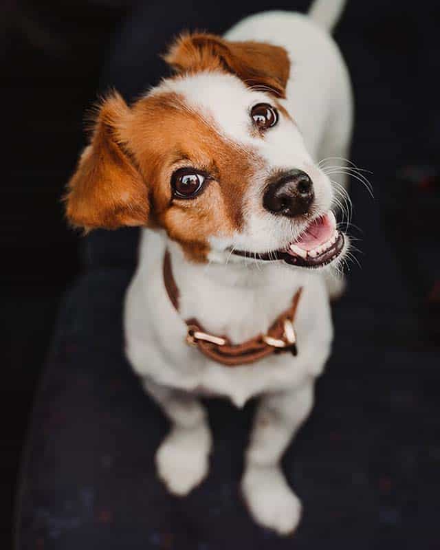 Curious jack russel terrier