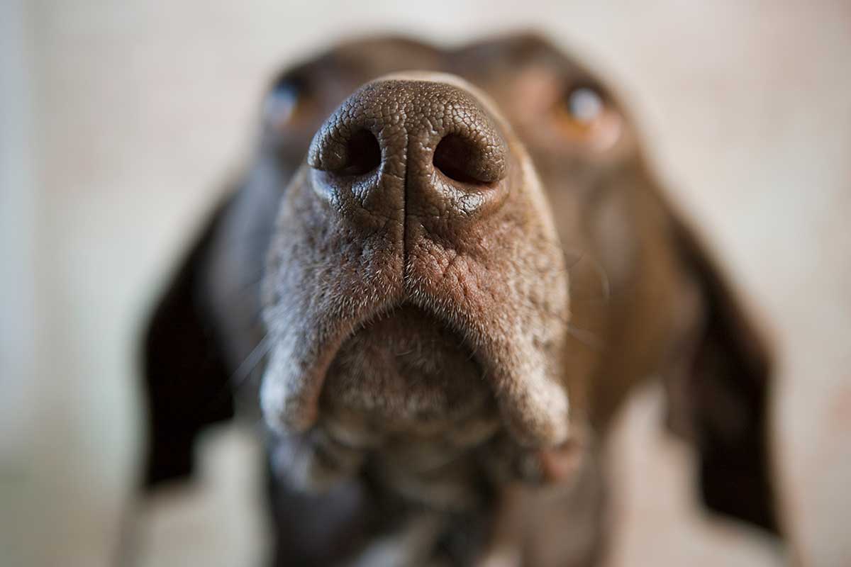 A hound's nose up close