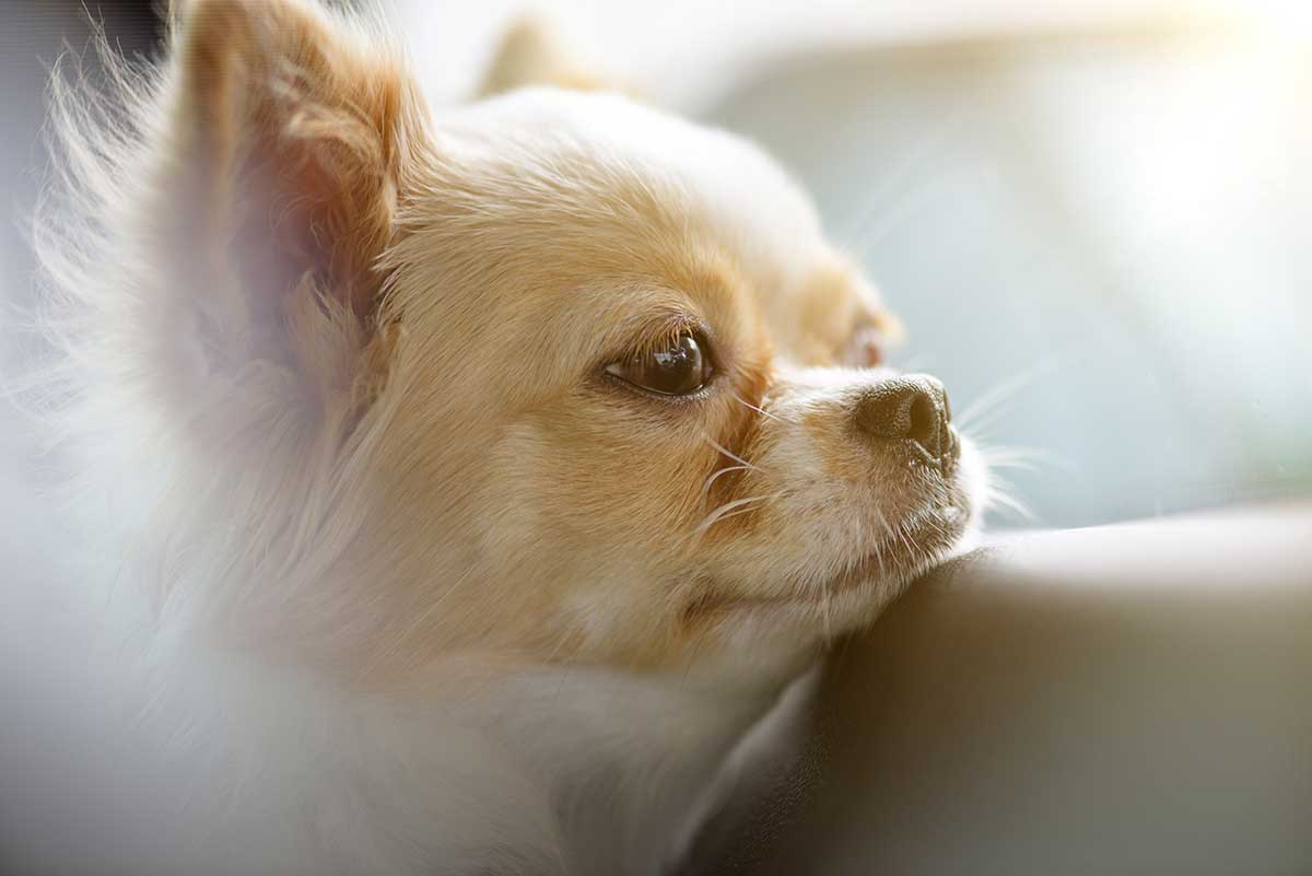 A small dog looking to the side