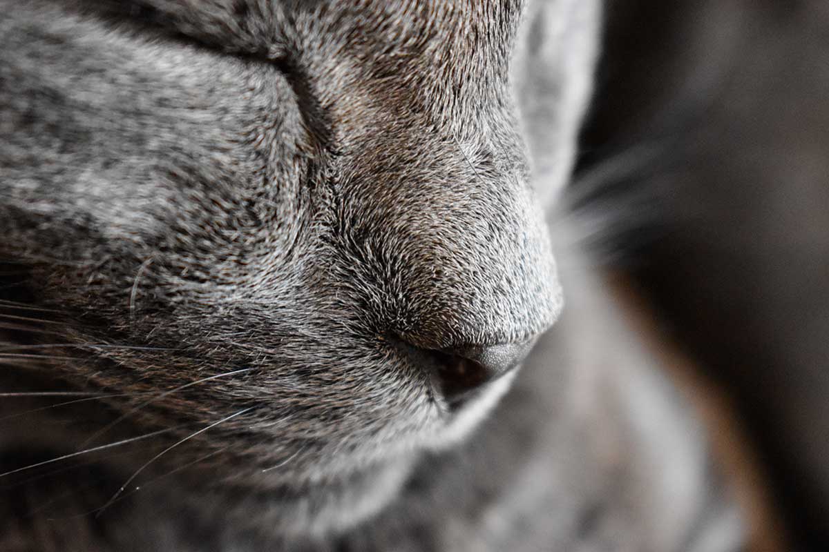 A close-up of a sleeping kitty