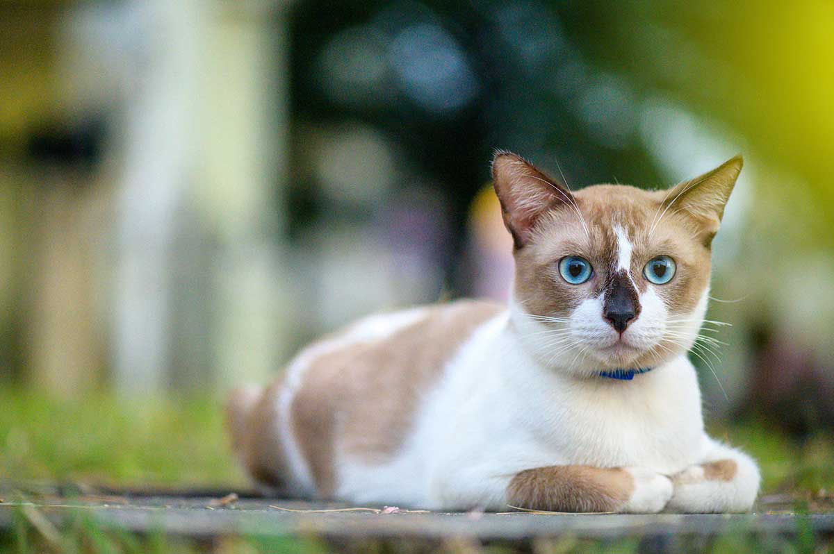 A cat laying on a table