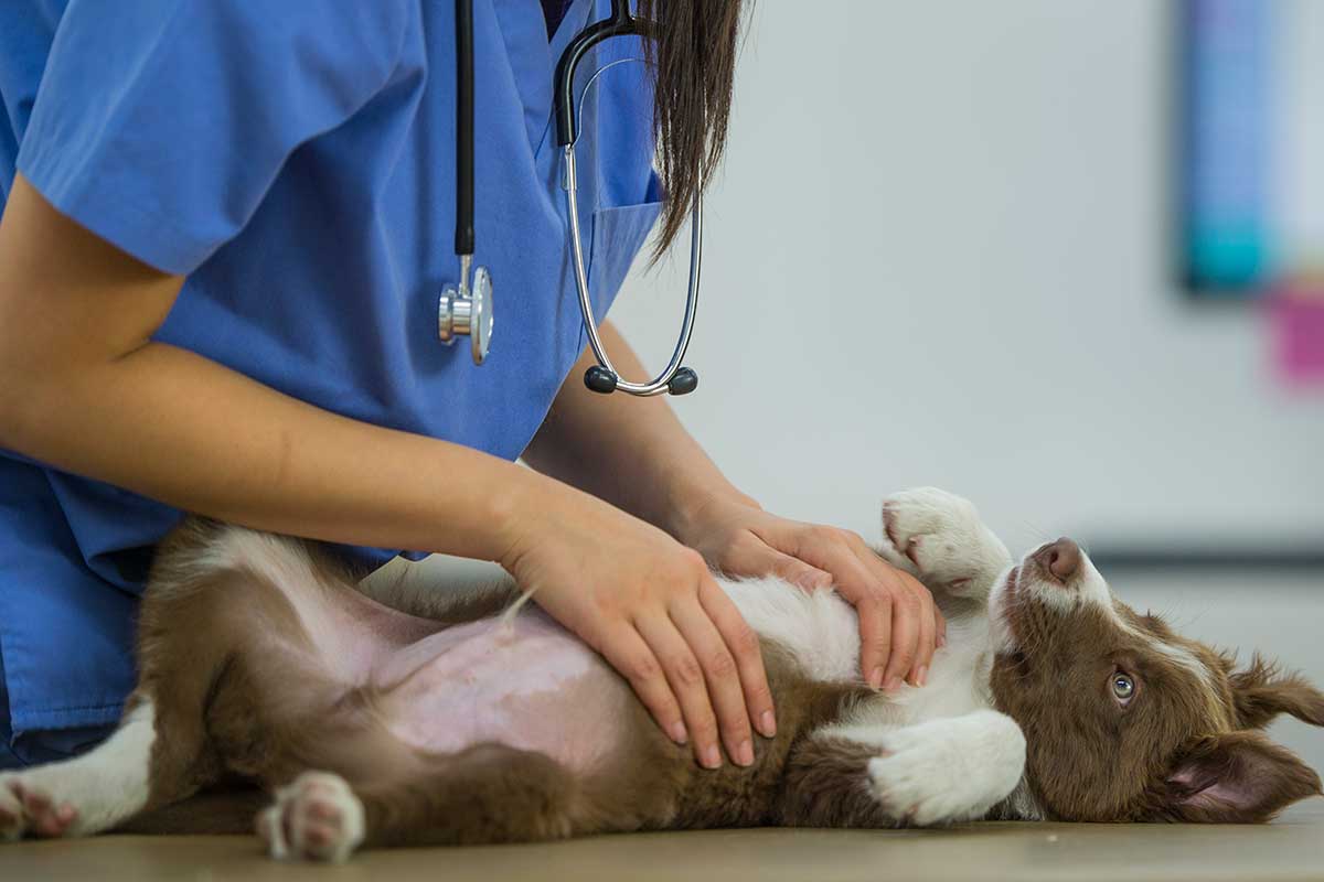 A puppy being examined by a veterinarian