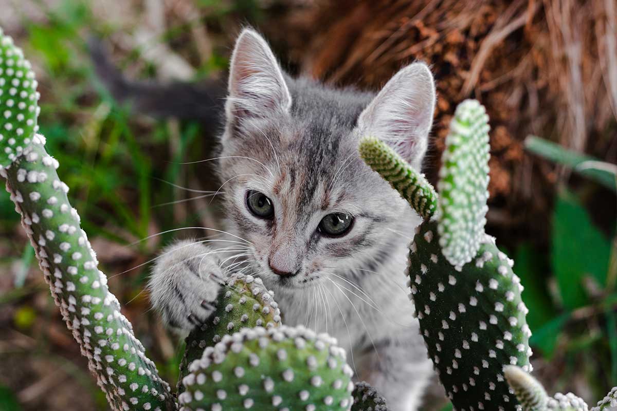 A cat sniffing a cactus