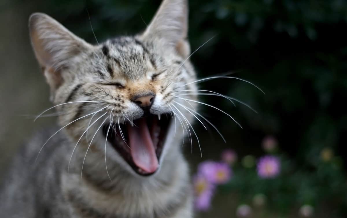 A striped cat yawning and showing off their teeth