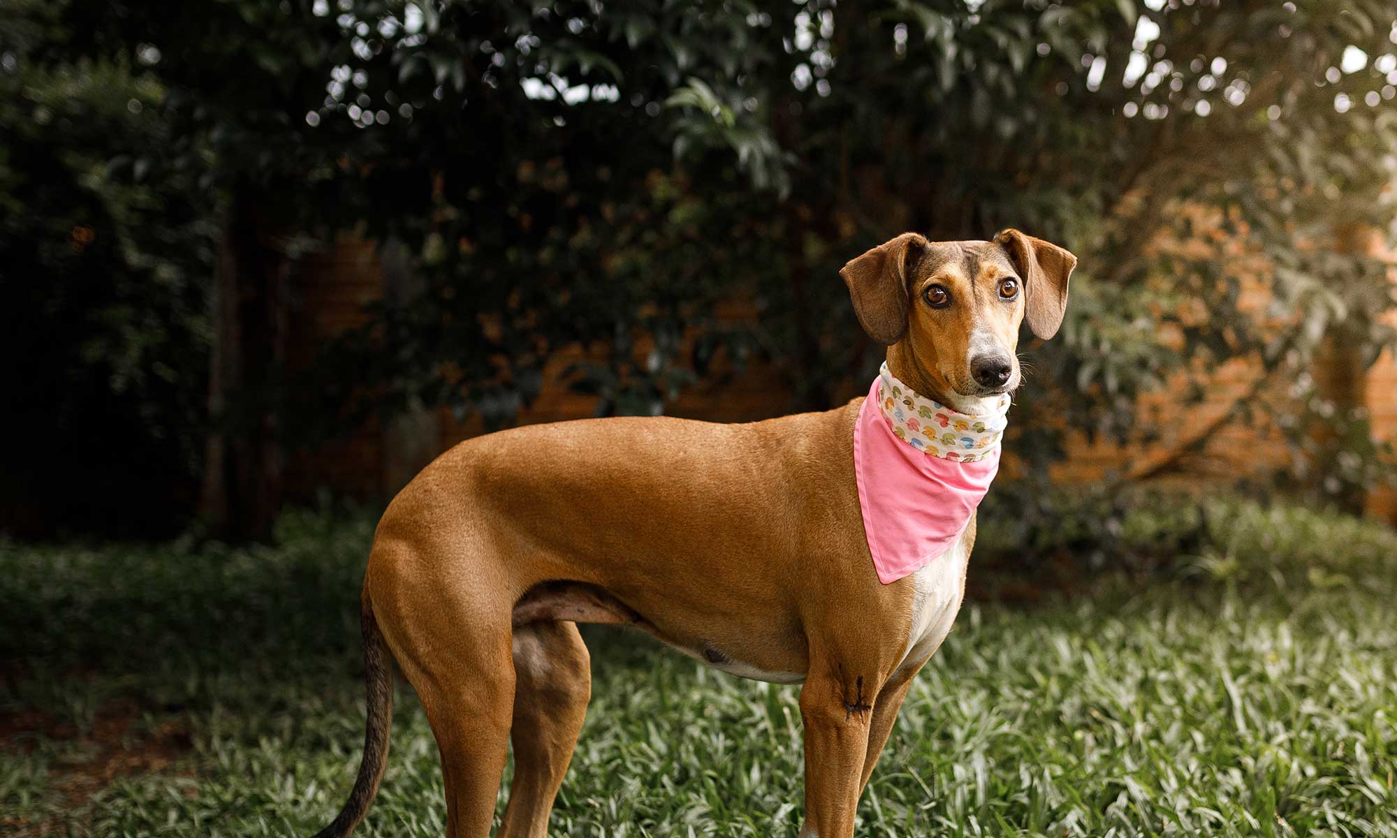 A brown dog wearing a scarf in a field