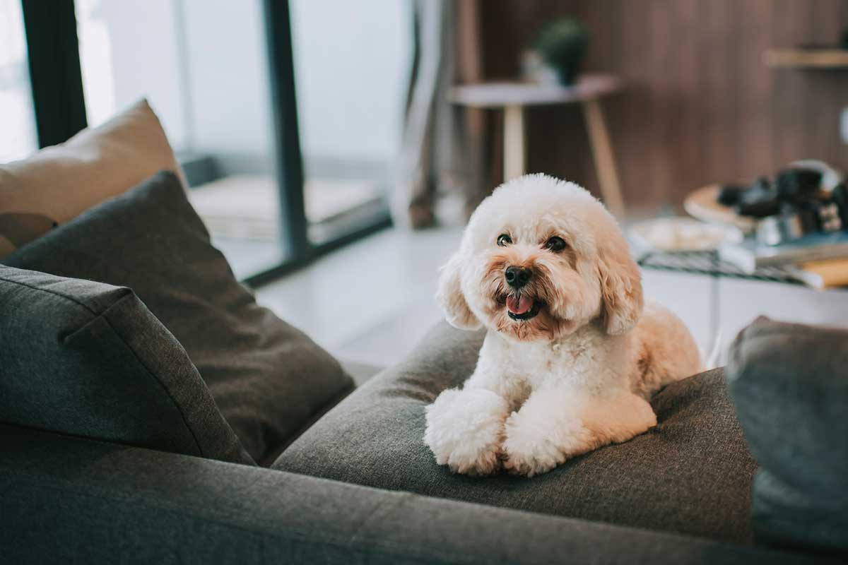 A white dog on a couch