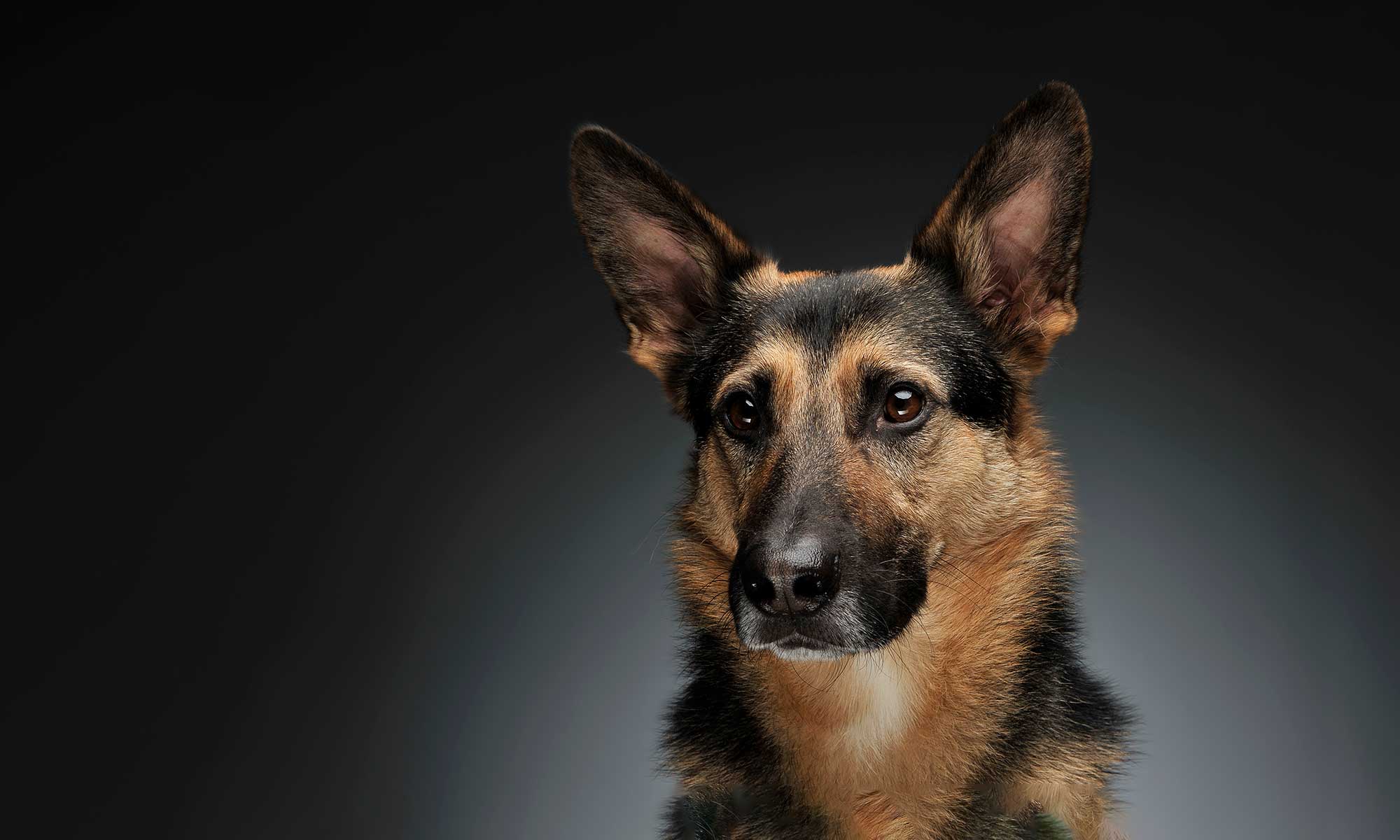 A German Shepherd on a grey background