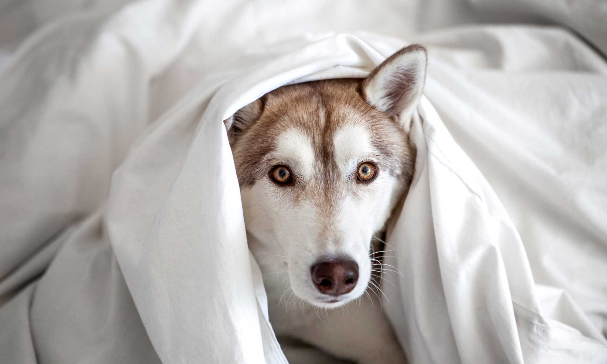 A husky wrapped up in sheets on a bed
